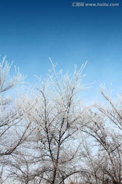 冬天 雪 雾凇