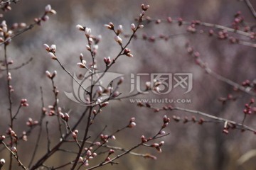 梦幻花枝