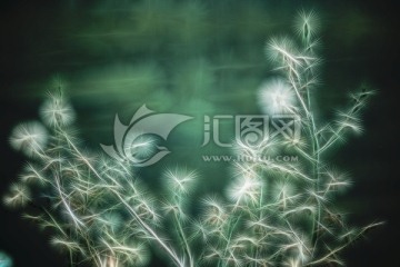 花枝 裝飾畫