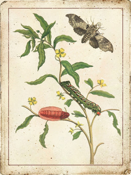 植物花卉 裝飾畫(huà) 無(wú)框畫(huà)