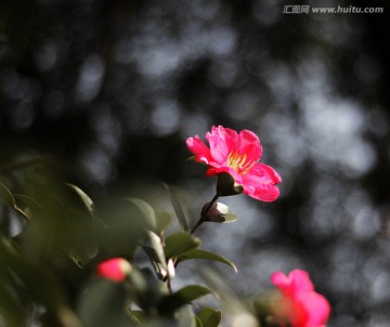 茶花盛开