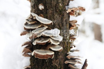 野蘑菇 雪后野蘑菇