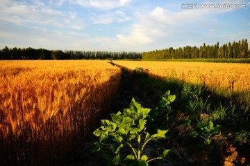 麦田