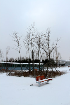 冬天 白雪 树