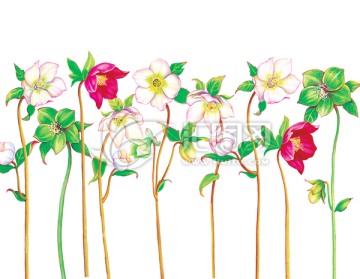 手繪花
