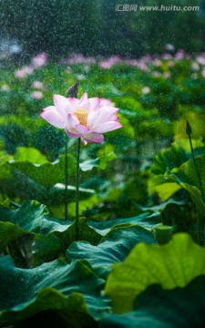 雨中荷花