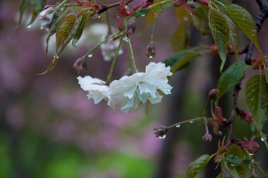 雨中 樱花