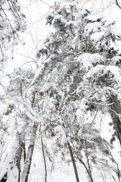 冬季森林 雪野