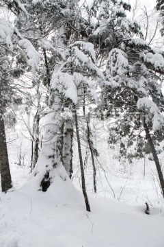 森林雪景 洁白世界