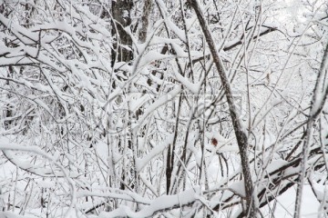 白雪素材 树挂