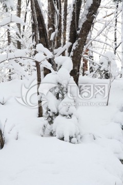 森林雪景 童话世界