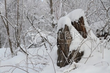 枯木桩子 积雪