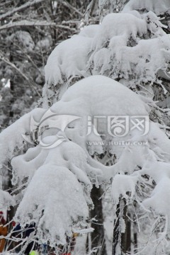 雪压青松