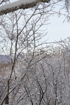 雪景 银装素裹