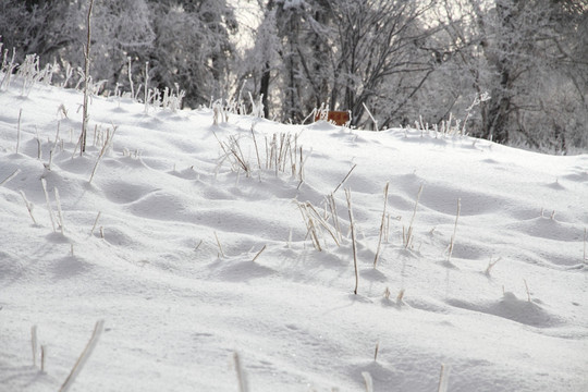 旷野雪地 雪地纹理