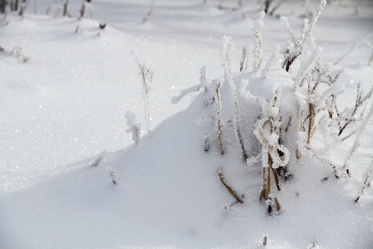 旷野雪地