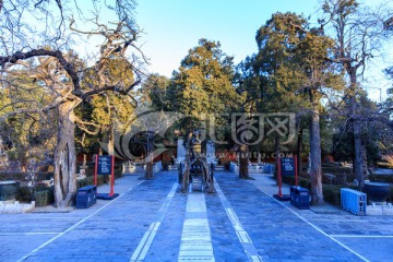 北京故宫御花园古树名木
