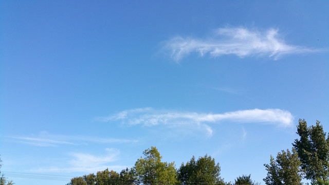 蓝天白云与树