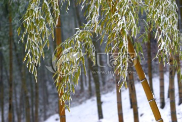 竹林