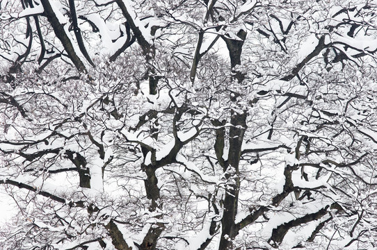 雪景