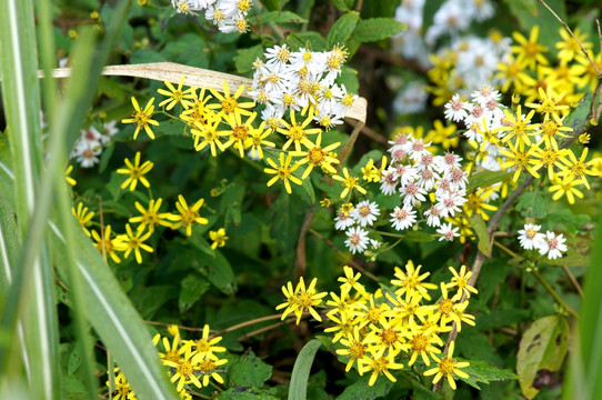 小黄花