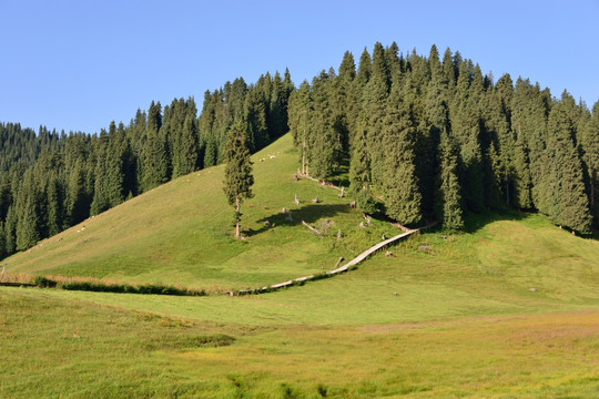 天山原始森林