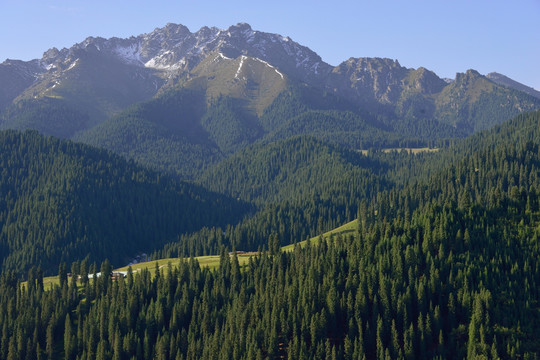 天山原始森林