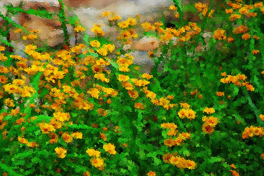野菊花油畫