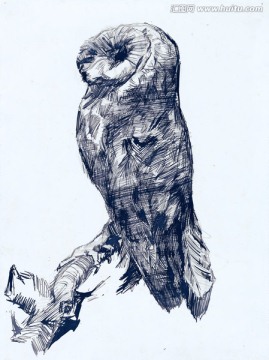 梵高素描 猫头鹰