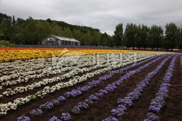 北海道富良野