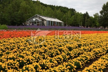 日本北海道富良野