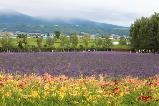 北海道薰衣草