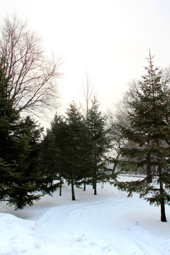 冬天 树木 白雪