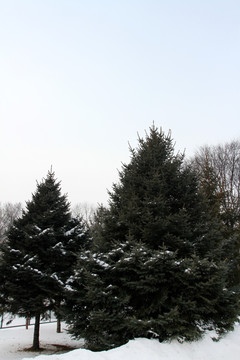 冬天 树木 白雪 松树
