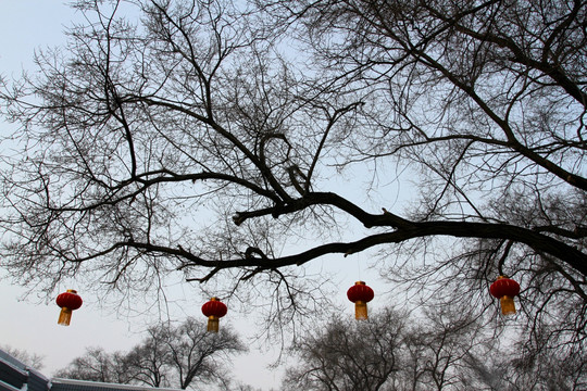 冬天 树木 白雪