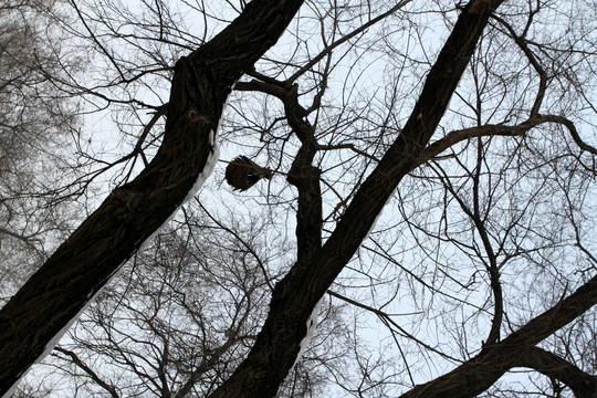 冬天 树木 鸟巢