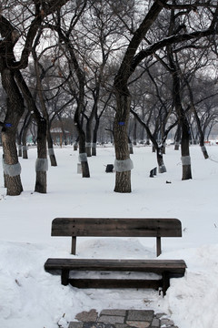 冬天 树木 白雪