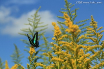 油菜花