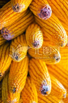 玉米 丰收
