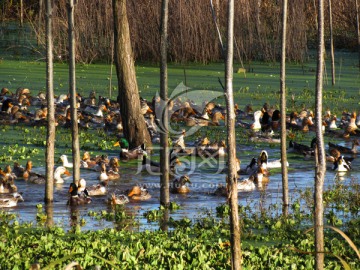 湿地里的鸭群
