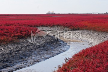 红海滩