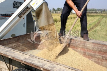 农民收水稻