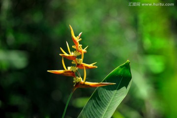 花草