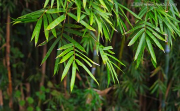 竹叶 有噪点