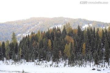 阿勒泰雪景