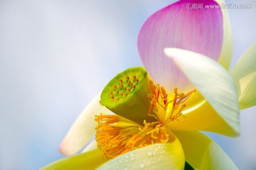 荷花特写