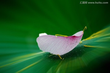 花瓣一舟清香夏