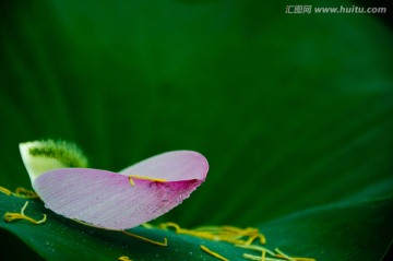 荷花写意