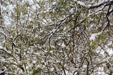 雪漫枝