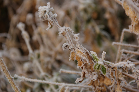 霜冻的植物